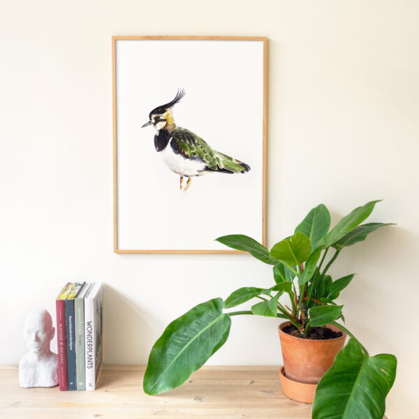 print kievit geschilderd in aquarel